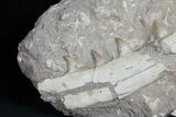 Mosasaur (Eremiasaurus) Jaw Section #50796-1